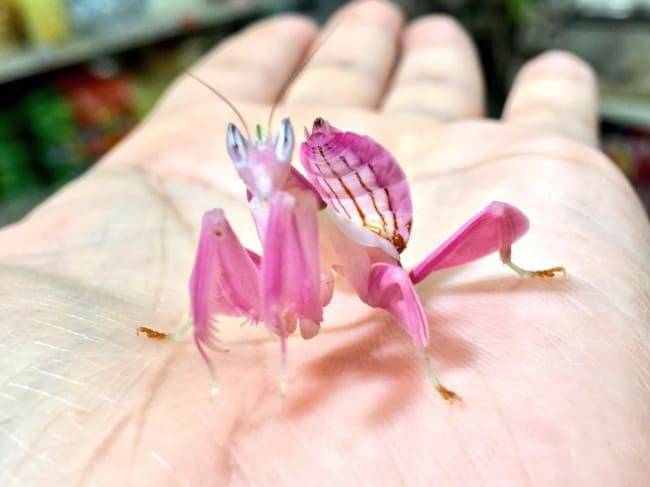 Blue Angel Mantis Pink Ivory