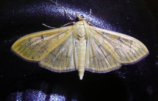 Moth Alamo