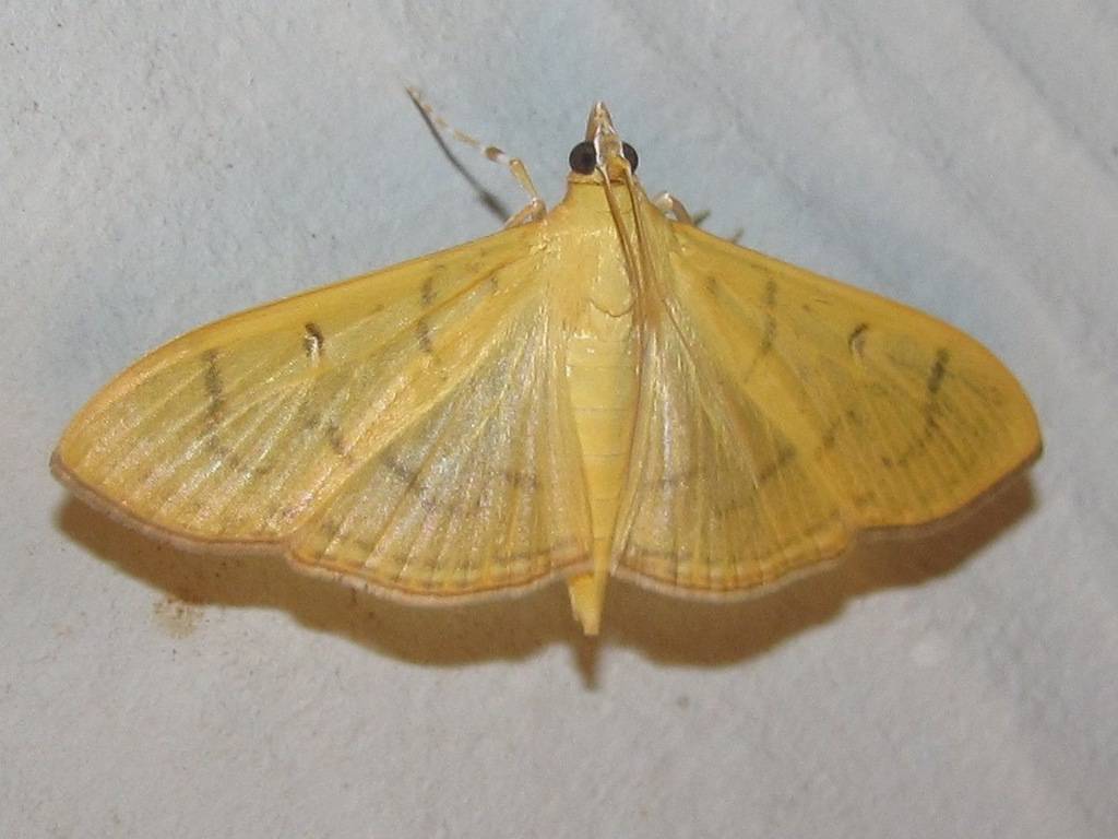 Moth Alamo