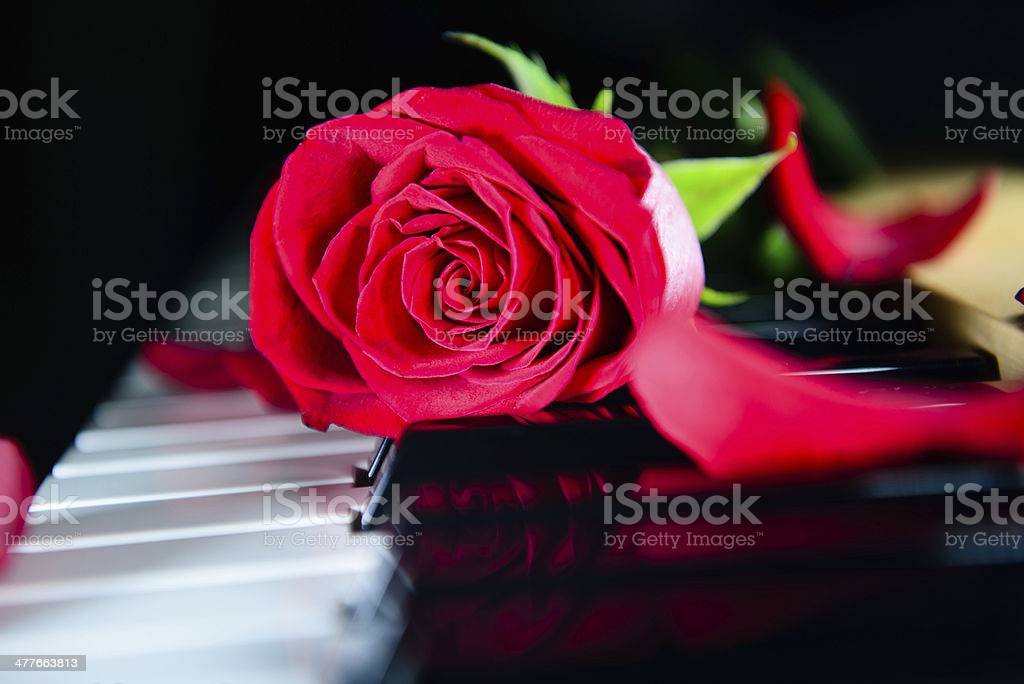 Red Rose Music Passion
