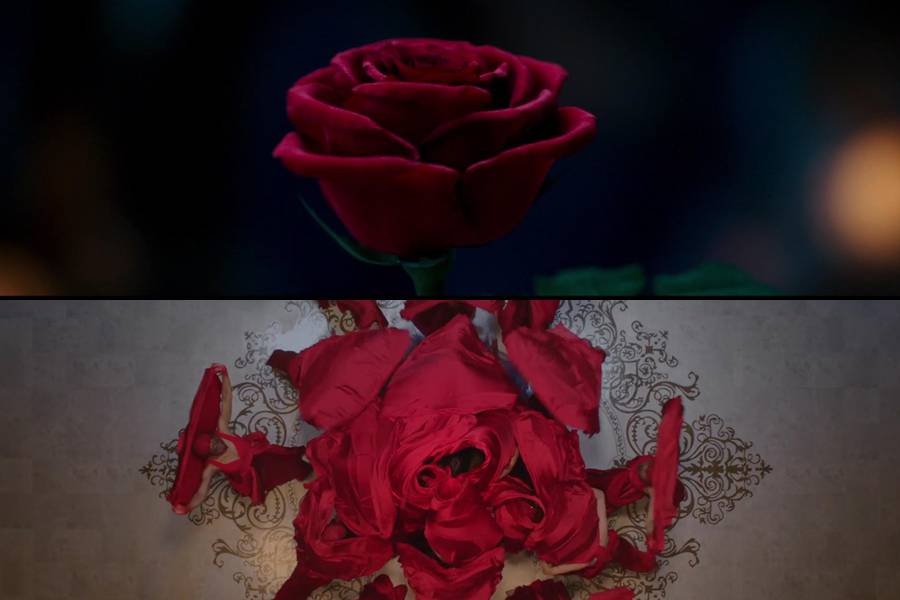 Red Rose Music Rose Petal